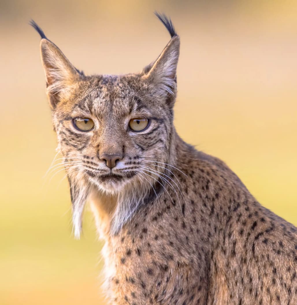 Iberian lynx